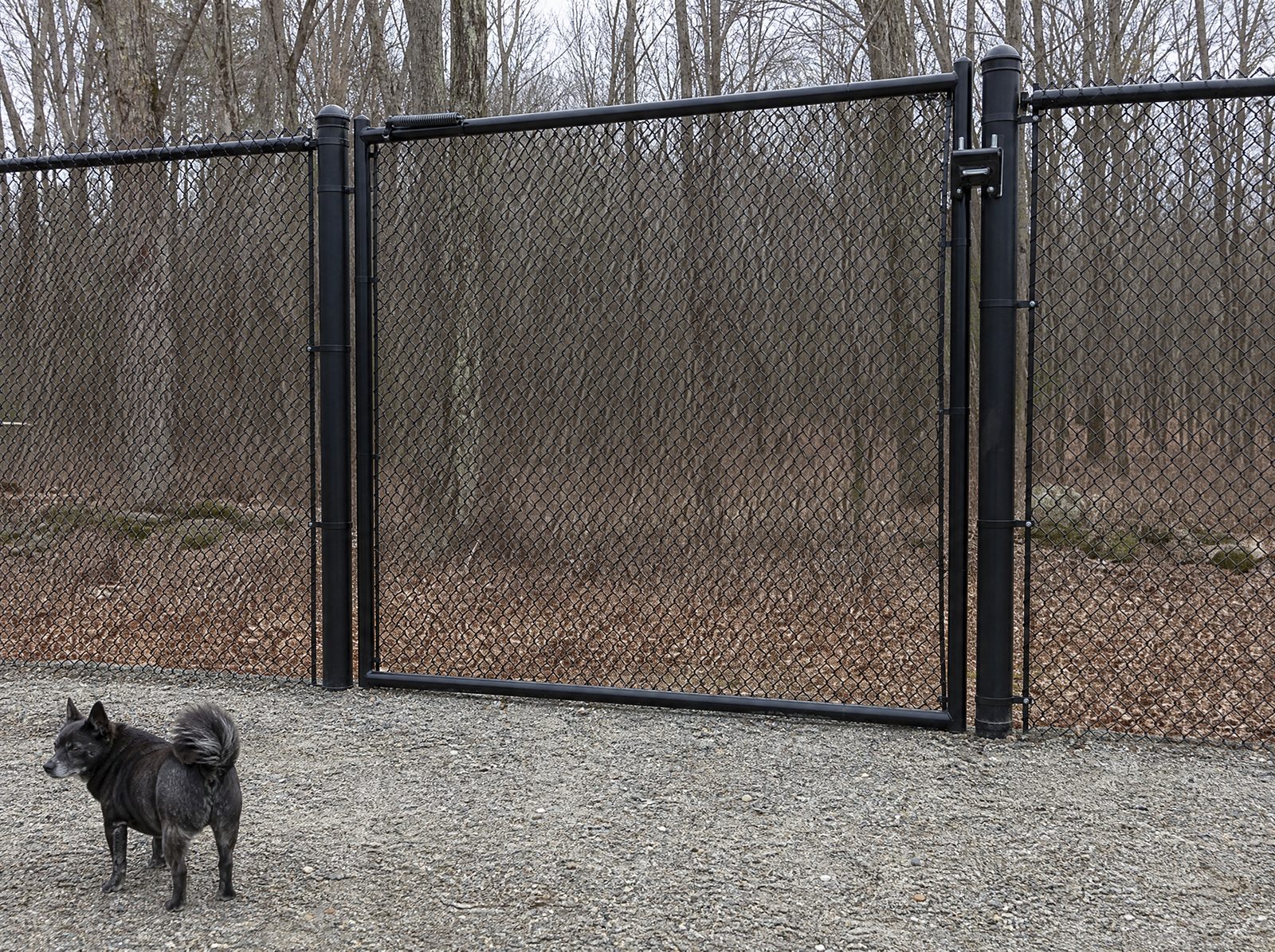 Closed black chain link pet gate hung in a dog run fence with a self closing spring hinge and a secure latch, the run fence continuing on both sides, one calm dog behind the mesh