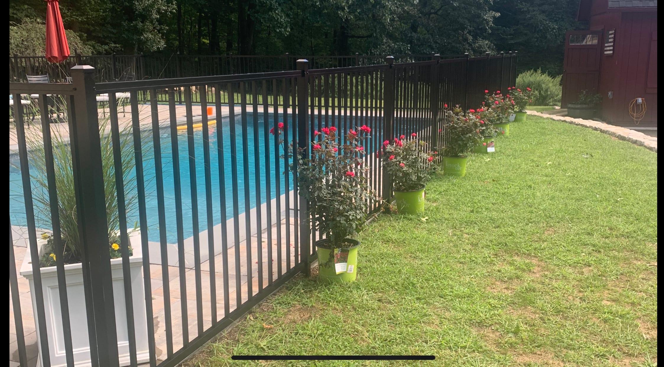 Bronze aluminum pool fence beside an inground pool with potted rose bushes lined along the grass