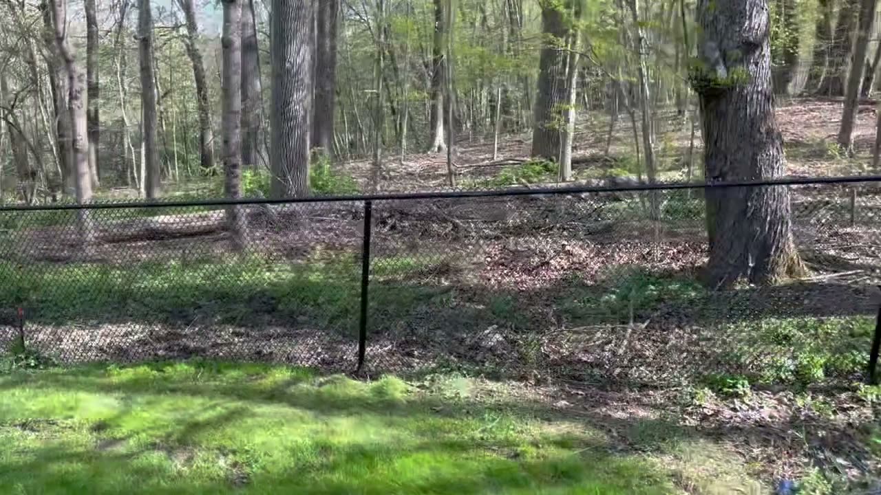 Black chain-link fence at the edge of a wooded yard