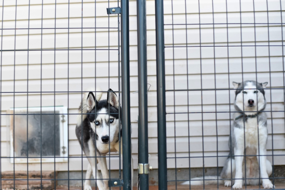 Pet Fencing Solutions in Sherman CT