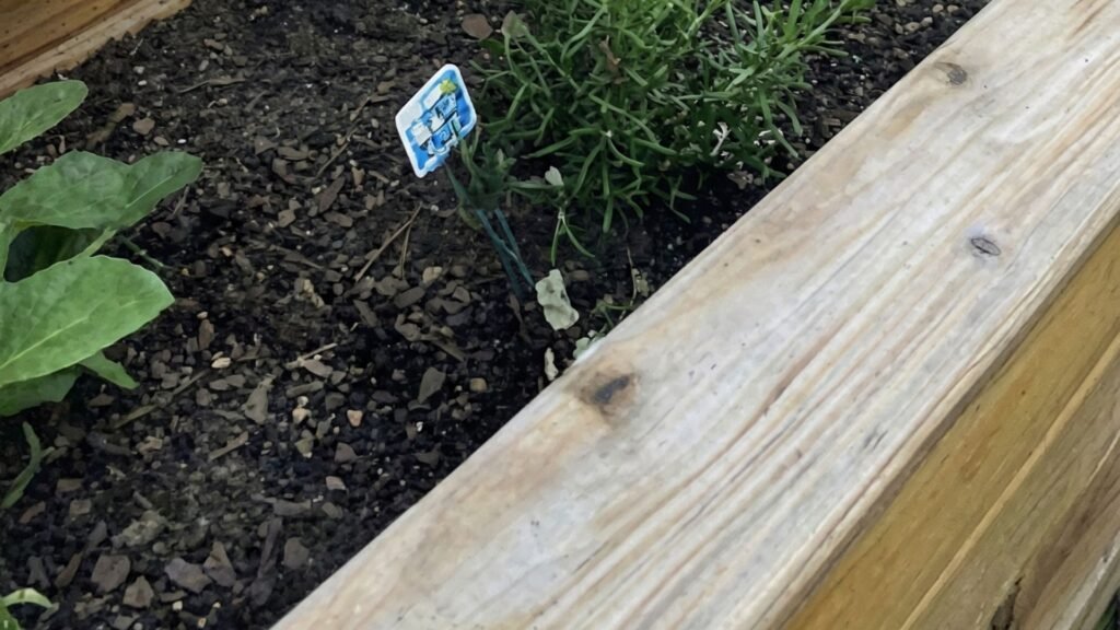 Elevated wooden cedar planter box with horizontal slat privacy screen backdrop in residential backyard garden setting