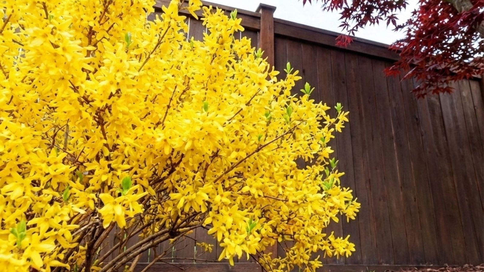 Bright yellow forsythia bush blooming next to wooden privacy fence with red maple tree overhead in residential yard