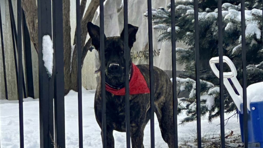 Black metal residential fence enclosing yard with dog behind fence